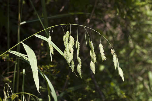 Chasmanthium latifolium #12